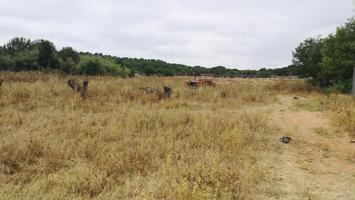 FINCA RUSTICA EN ALJARAQUE A 2 KM DEL PUEBLO 1️⃣8️⃣0️⃣0️⃣0️⃣ M2-LUZ Y AGUA photo 0