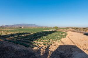 Casa rural con Finca de 26740 m² de regadío en Alhama de Murcia. Cultiva, produce y vive. photo 0