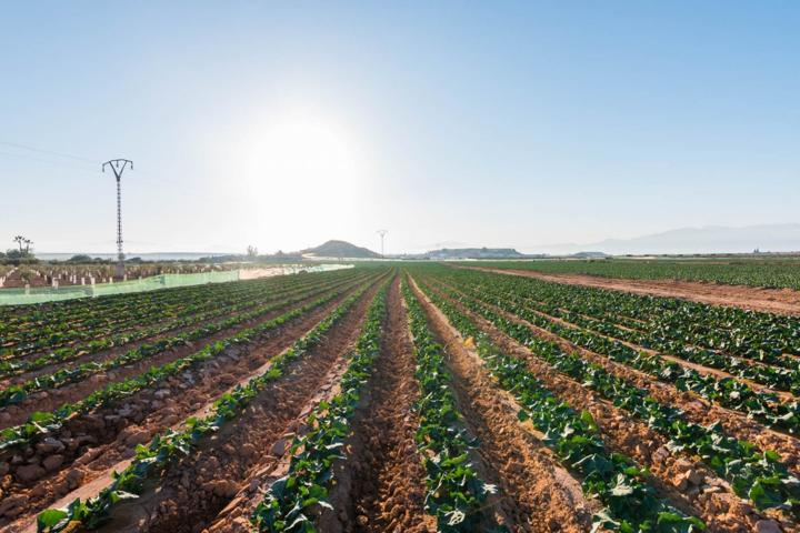 Casa rural con Finca de 26740 m² de regadío en Alhama de Murcia. Cultiva, produce y vive. photo 0