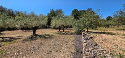 Preciosa Finca Rústica de 4.969 M2 en El Perelló con olivos centenarios photo 0