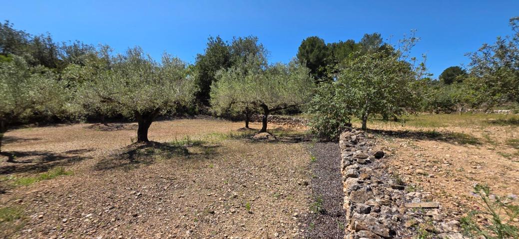 Preciosa Finca Rústica de 4.969 M2 en El Perelló con olivos centenarios photo 0