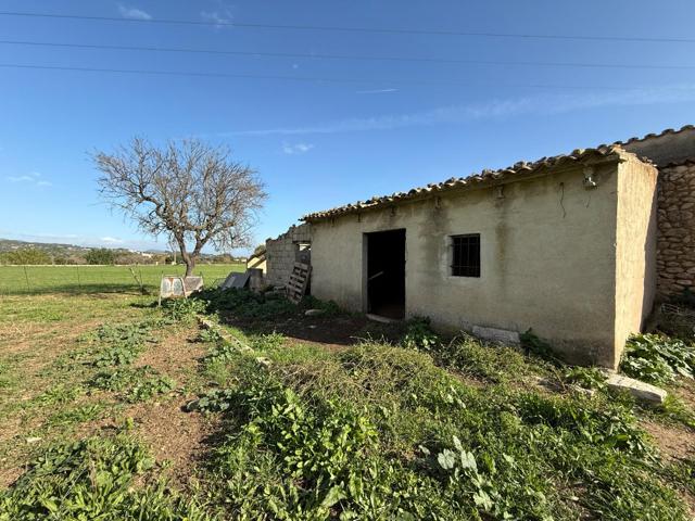 BONITO TERRENO CON CASETA EN EL PUEBLO DE SELVA photo 0