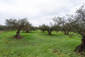 TERRENO DE OLIVOS LLANO, CERCA DE CARRETERA photo 0