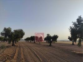 FINCA RUSTICA LABOR-OLIVOS photo 0
