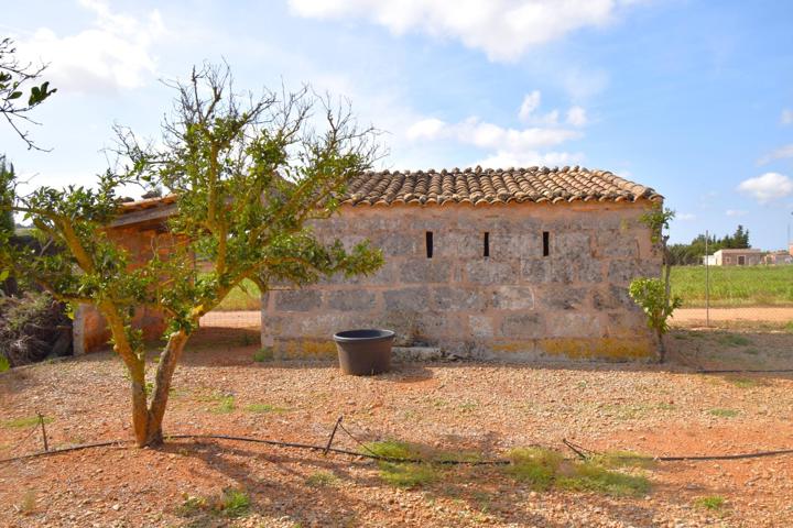 Finca rústica con caseta de campo en Muro photo 0