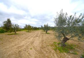 Finca rústica con olivos en Muro photo 0