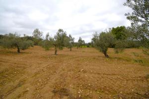 Finca rústica con olivos en Muro photo 0