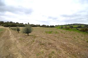 Finca rústica con olivos en Llubi photo 0