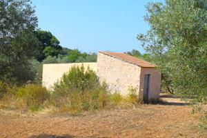 Finca rústica sembrada de olivos con caseta en Llubi photo 0