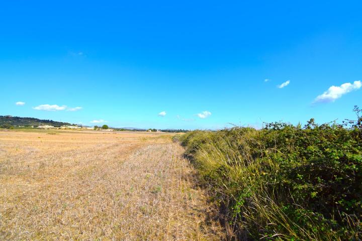 Finca rústica con posibilidad de vivienda en Muro photo 0