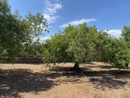 Finca Rústica en venta en El Perelló de 5711 m2 photo 0