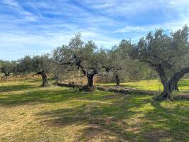 Finca Rústica en venta en El Perelló de 13793 m2 photo 0