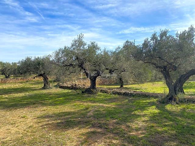 Finca Rústica en venta en El Perelló de 13793 m2 photo 0