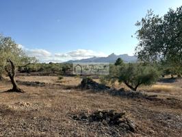 Finca Rústica en venta en El Perelló de 6420 m2 photo 0
