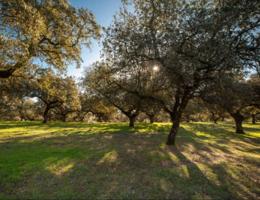 Casa En venta en La Moraleja Urbanización, La Moraleja photo 0