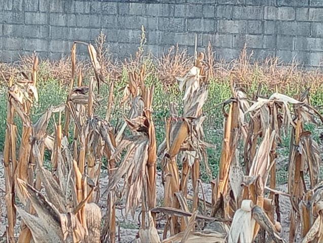 finca economica photo 0