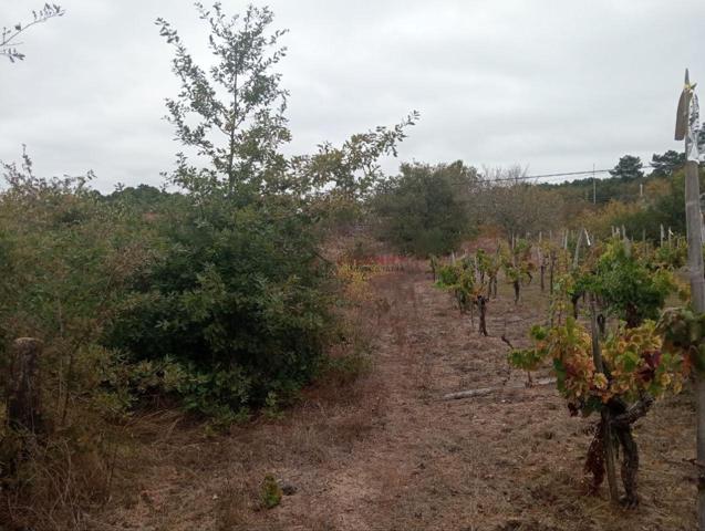 FINCA EDIFICABLE EN CASTROVERDE photo 0