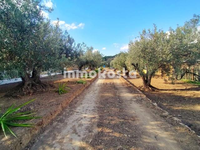 Finca de olivos photo 0
