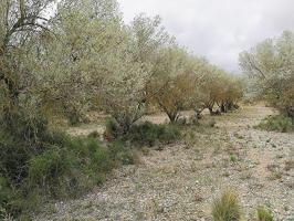 Finca rustica de secano con olivos en Partida Sorolla de Valentins-Ulldecona (Tarragona) de 2.956m2. photo 0