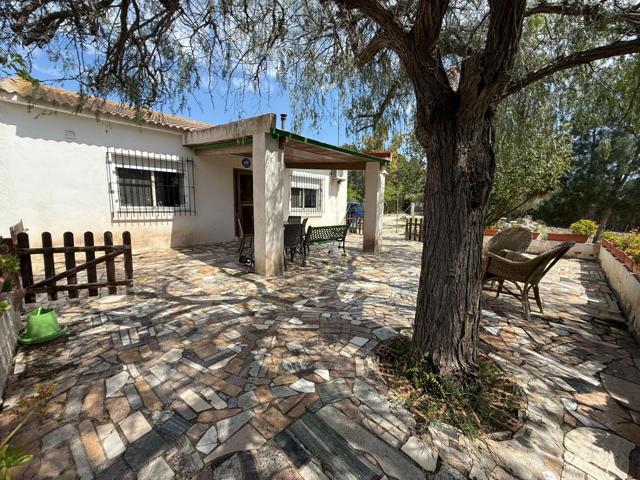 OFH-308 PINO DONCEL photo 0