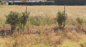 ZONA LA BARQUERA - Parcela de terreno de 1250 m2 con pozo photo 0