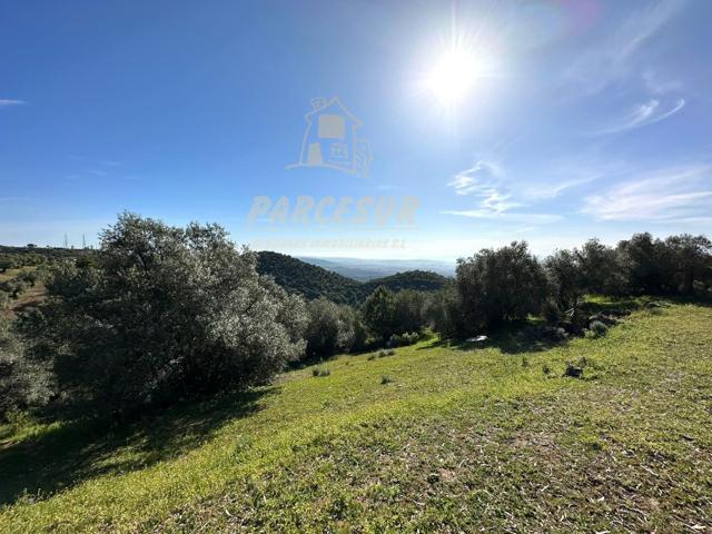 ZONA ASSUAN - Fantástica parcela de 2.700m con olivos, en plena sierra. Sólo 22.000€!! photo 0