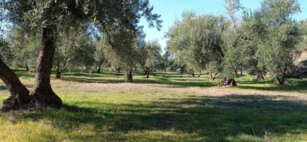 TERRENO RUSTICO A LA VENTA EN MARCHAL (GRANADA) photo 0