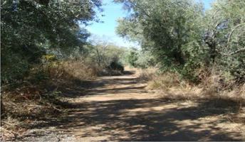SUELOS EN VENTA EN PINOS GENIL photo 0