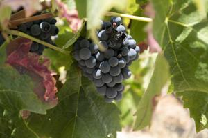 Bodega y Complejo Rural Las Fuentezuelas: El Legado de la Alpujarra a tu Alcance photo 0