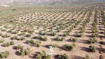 Olivar de secano en la entrada de Montoro photo 0