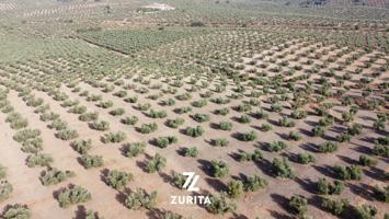 Olivar de secano en la entrada de Montoro photo 0