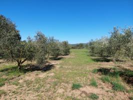 LLUFRIU: TERRENO RÚSTICO en venta, 5.521 m2. con 85 oliveras, pozo de agua y una barraca agricola photo 0