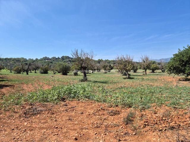 Terreno en CAMPANET photo 0
