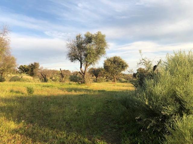 Terreno Urbanizable En venta en Aldea Del Cano, Aldea Del Cano photo 0