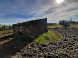 Olivar con una construcción para reformar de unos 26 metros photo 0