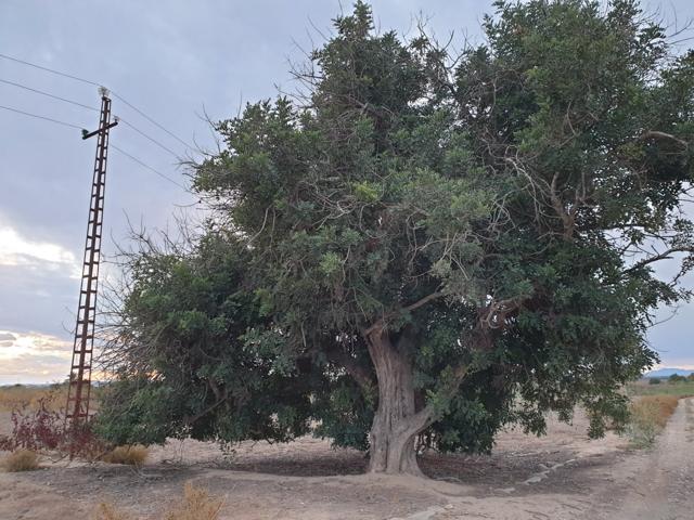 TERRENO EN EL MOLAR ( ZONA LA MARINA ) photo 0