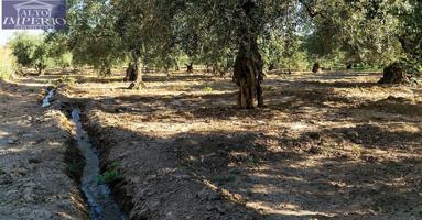 Venta de parcela rústica de olivos en Otura (Granada) photo 0