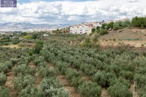 Venta de finca rústica de 77 olivos en Otura (Granada) photo 0