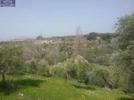 OLIVAR EN EL FARGUE. Paraje Aynadamar photo 0