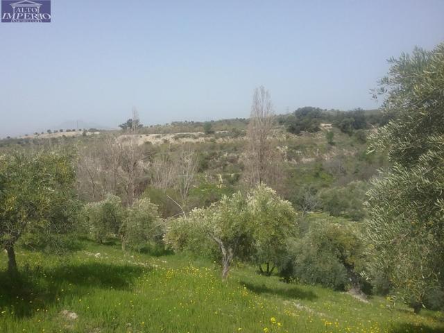 OLIVAR EN EL FARGUE. Paraje Aynadamar photo 0