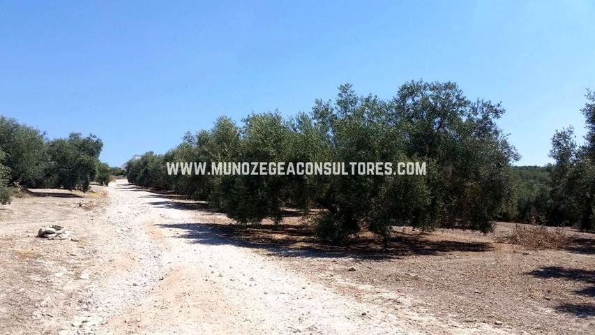 Finca Rústica en venta en Lucena de 9960 m2 photo 0