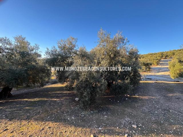 Finca Rústica en venta en Lucena de 58049 m2 photo 0