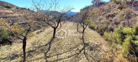 TERRENO RUSTICO EN RELLEU DE 11.800 m2. photo 0