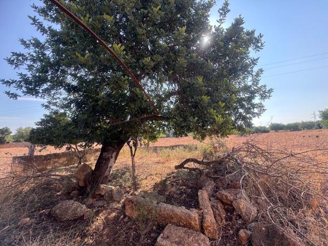 🏞️ Terreno rústico con vistas y proyecto de futuro cerca de Inca photo 0