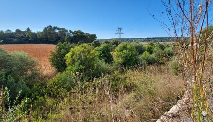 🌿 Terreno rústico edificable en Bendris, Manacor — 15.243 m² con caseta y buen acceso photo 0