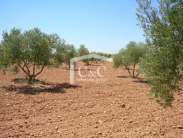 PARCELA RUSTICA en venta con olivar photo 0