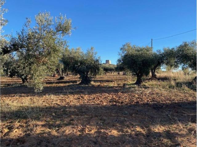 SE VENDE FINCA RUSTICA EN SONSECA photo 0