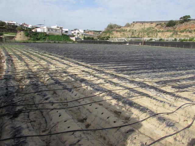 En venta 4,400 m² de tierra agrícola rica con almacén. photo 0
