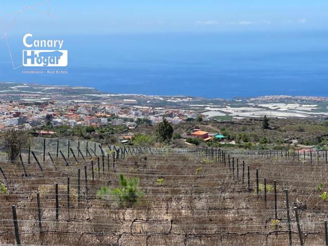 Finca de viñedos con casa en venta en Guia de Isora Tenerife photo 0