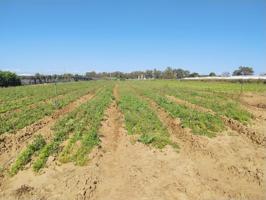 EN PAGO MEDIA NARANJA, EN LA ZONA DEL PINAR, AQUI ES DONDE PUEDES HACER TU CAMPO DE RECREO O TRABAJO photo 0